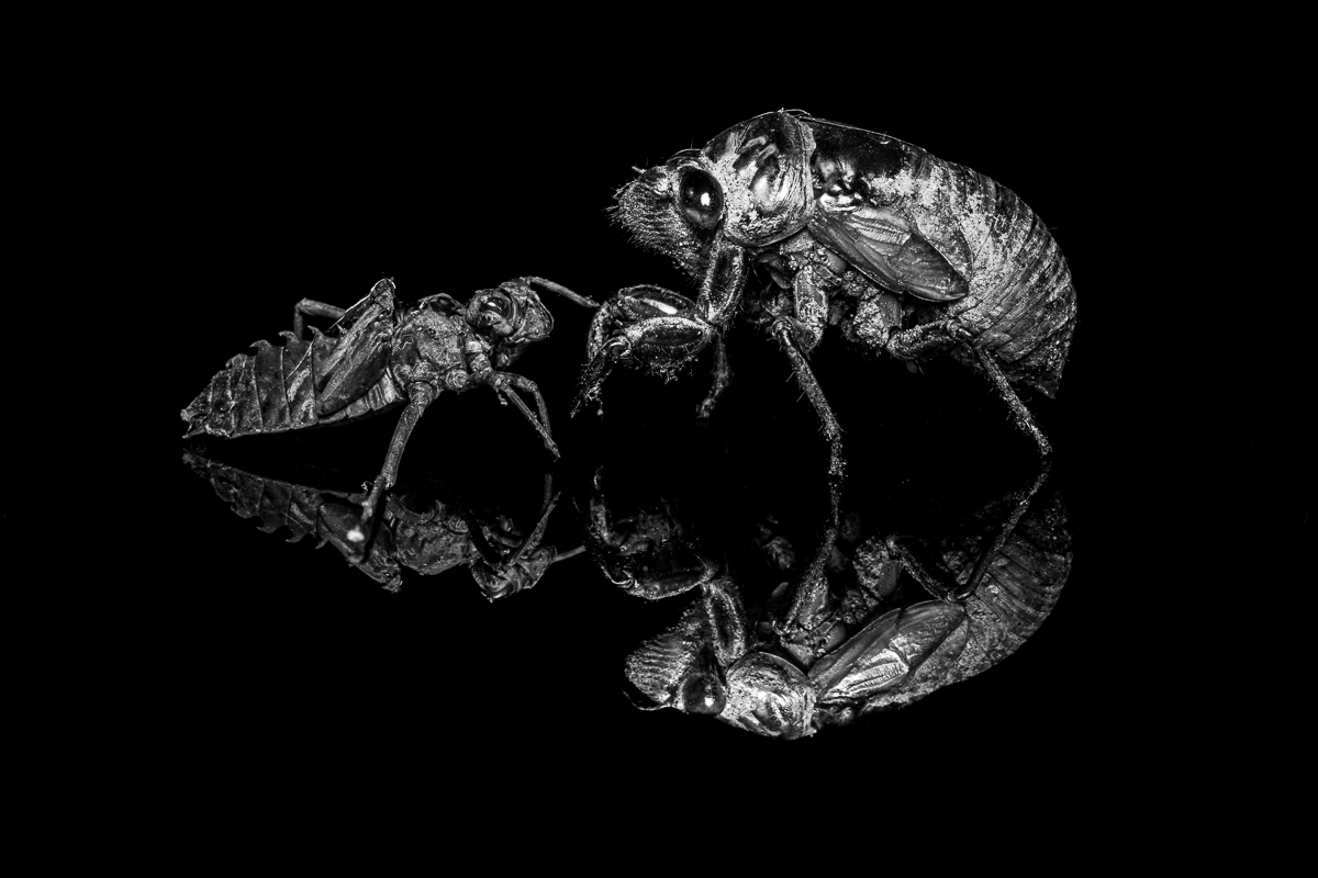 Wildlife Photography is Dead