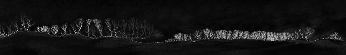 Bones of the Night