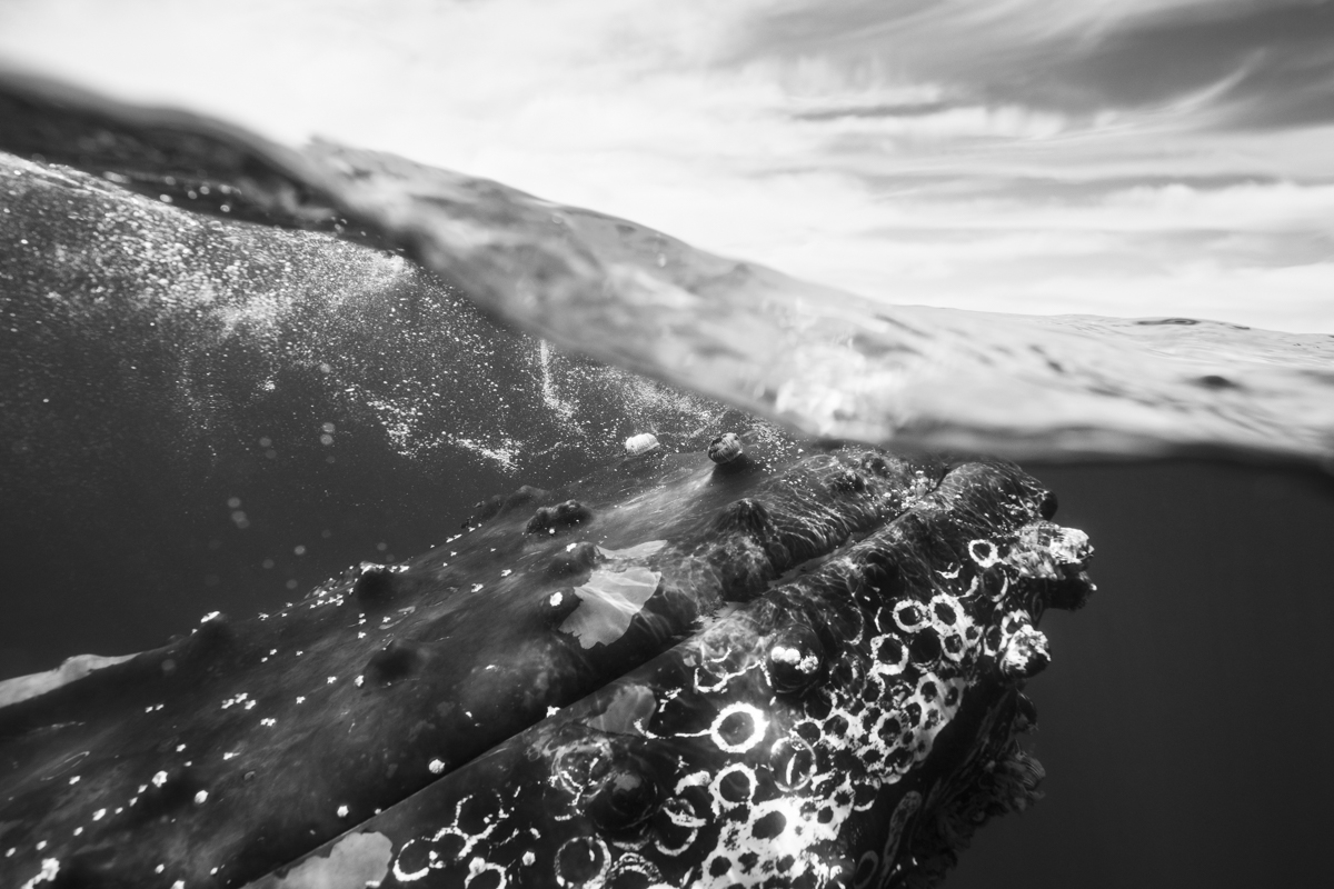 Humpback Whale