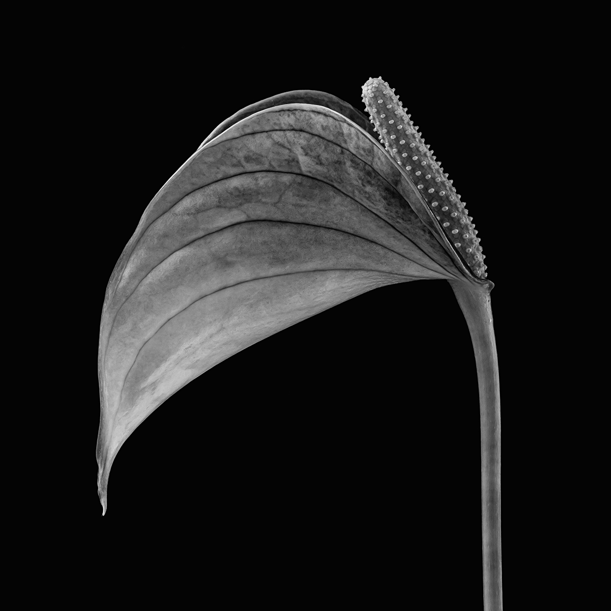 ANTHURIUM