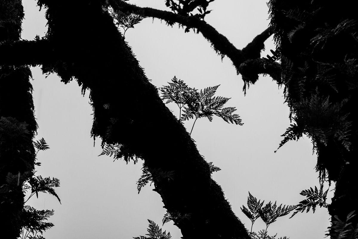Fantômes dans la brume