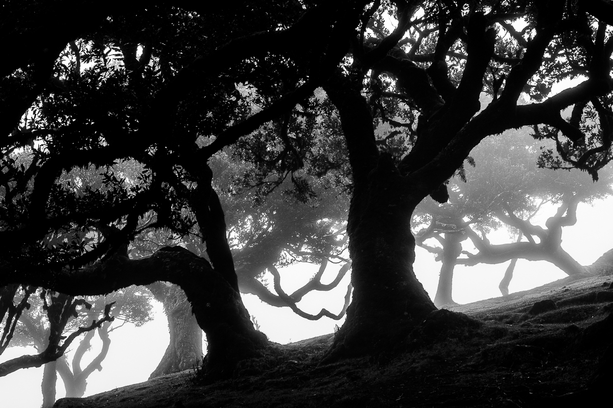 Fantômes dans la brume