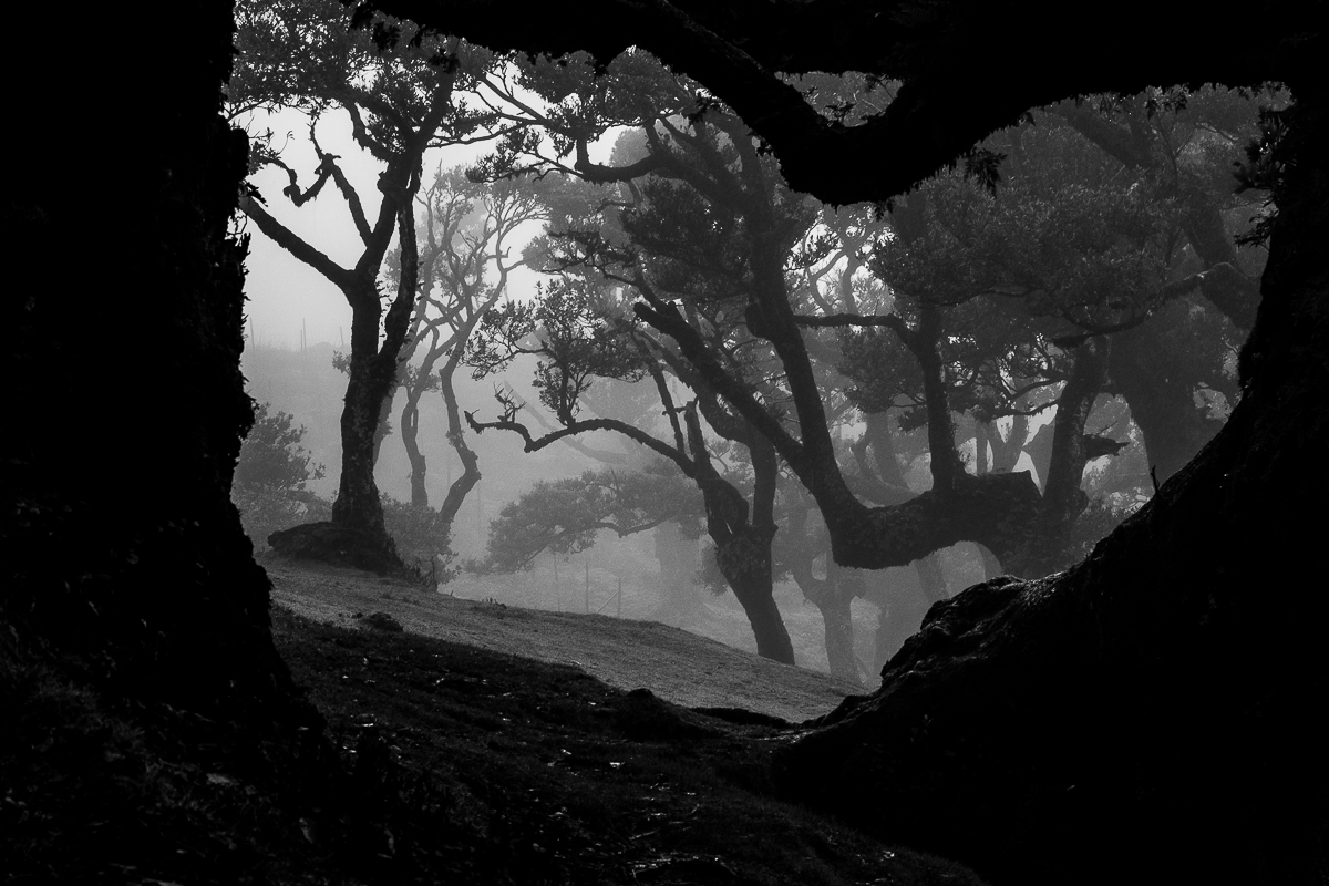 Fantômes dans la brume