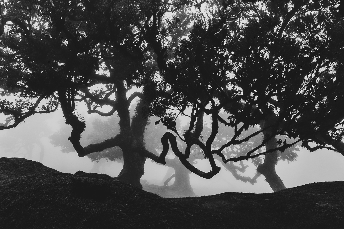 Fantômes dans la brume