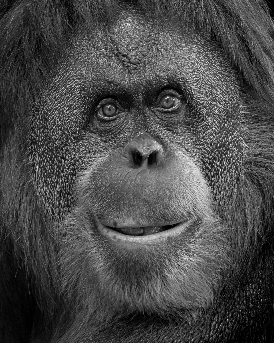 Expressions, in Monochrome