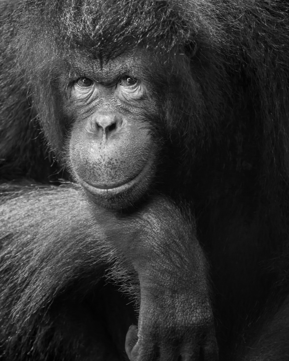 Expressions, in Monochrome
