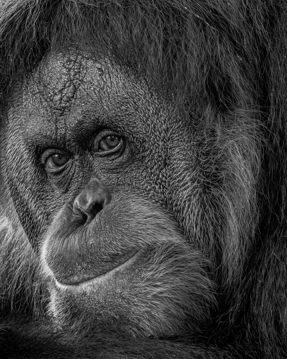 Expressions, in Monochrome