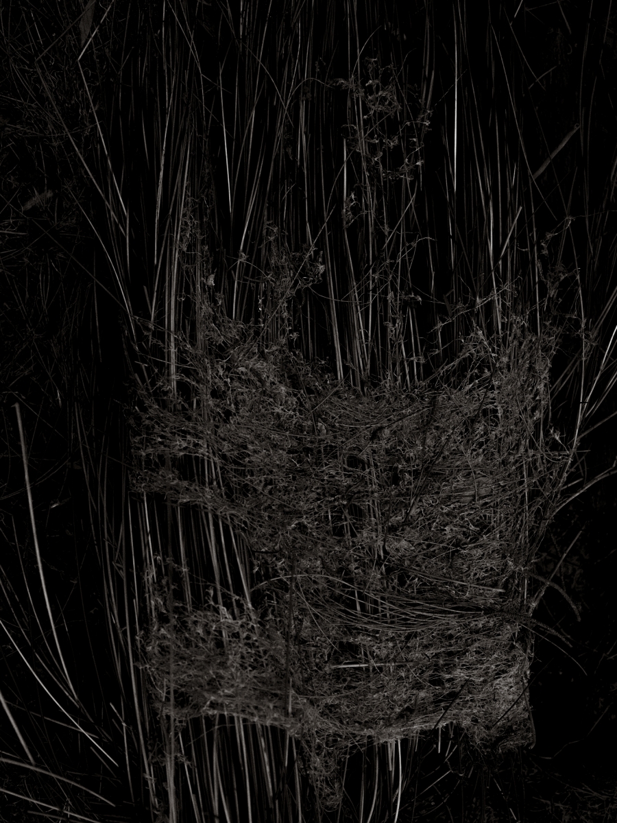 Weaving (2025, Worimi Country)