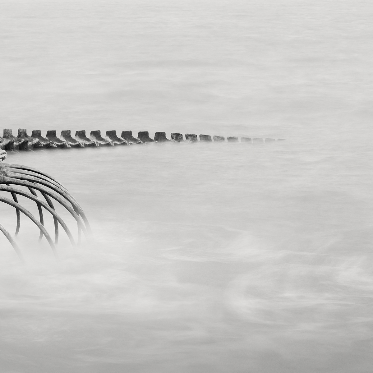 Serpent d’Océan 