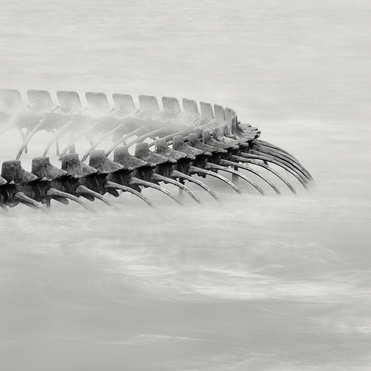 Serpent d’Océan 
