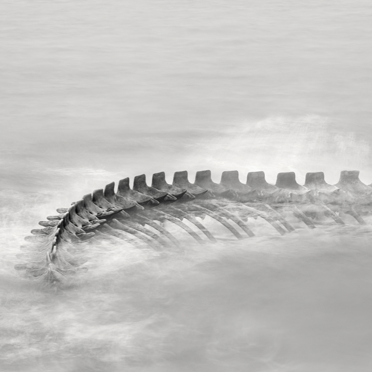 Serpent d’Océan 