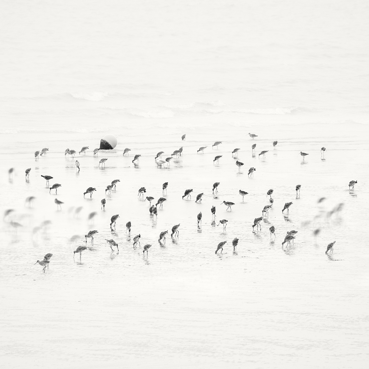 Low Tide. Coastal Birds 