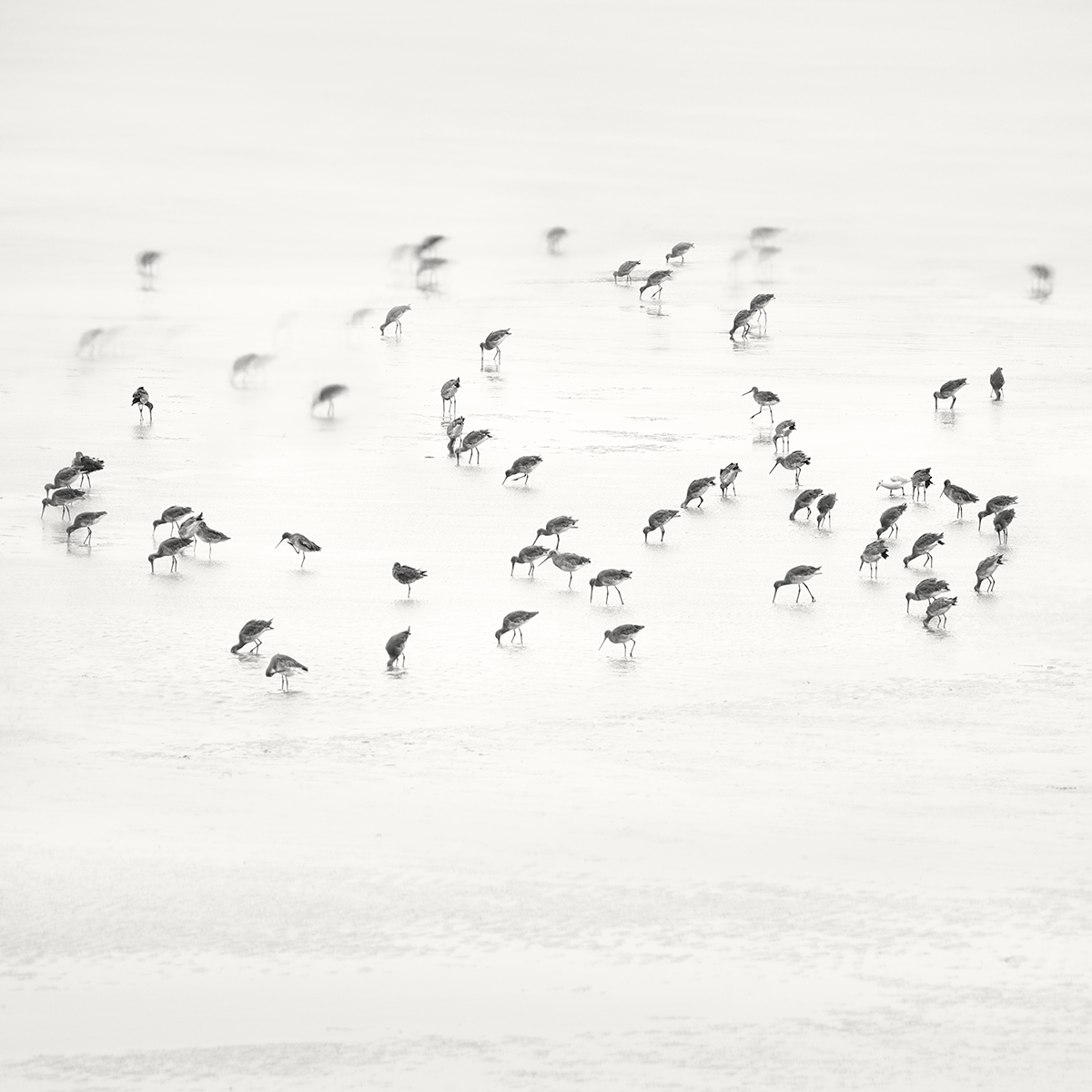 Low Tide. Coastal Birds 