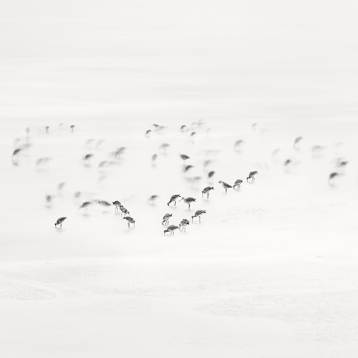 Low Tide. Coastal Birds 