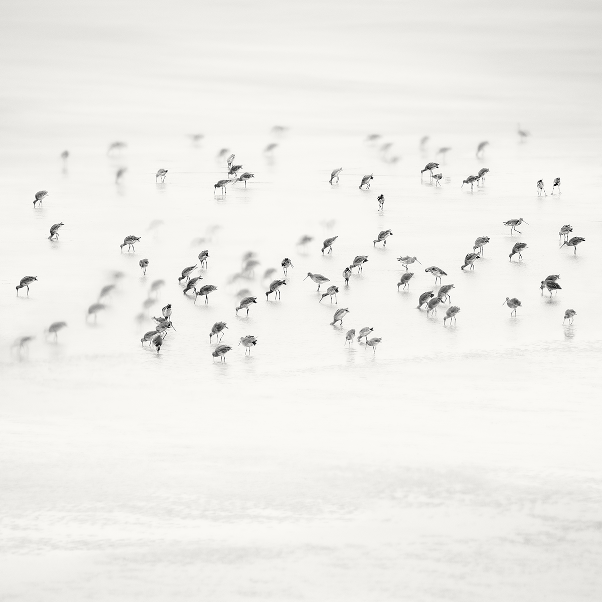 Low Tide. Coastal Birds 