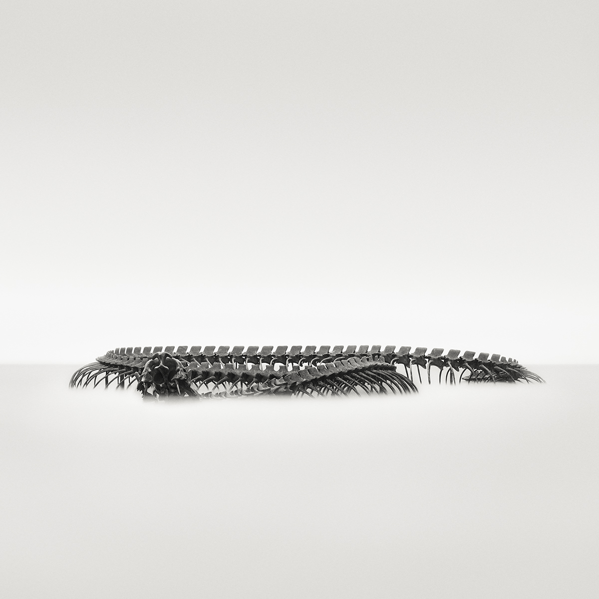 Serpent d’Océan 