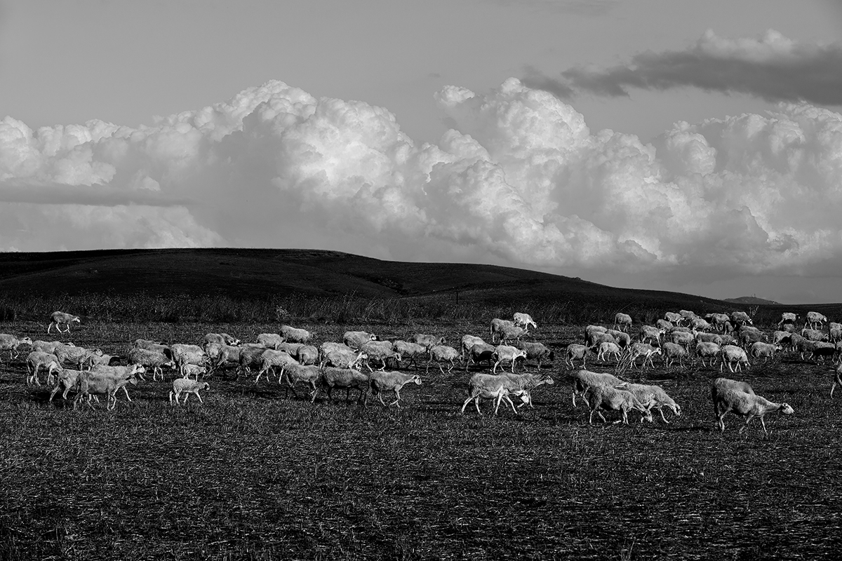 My land and my memories