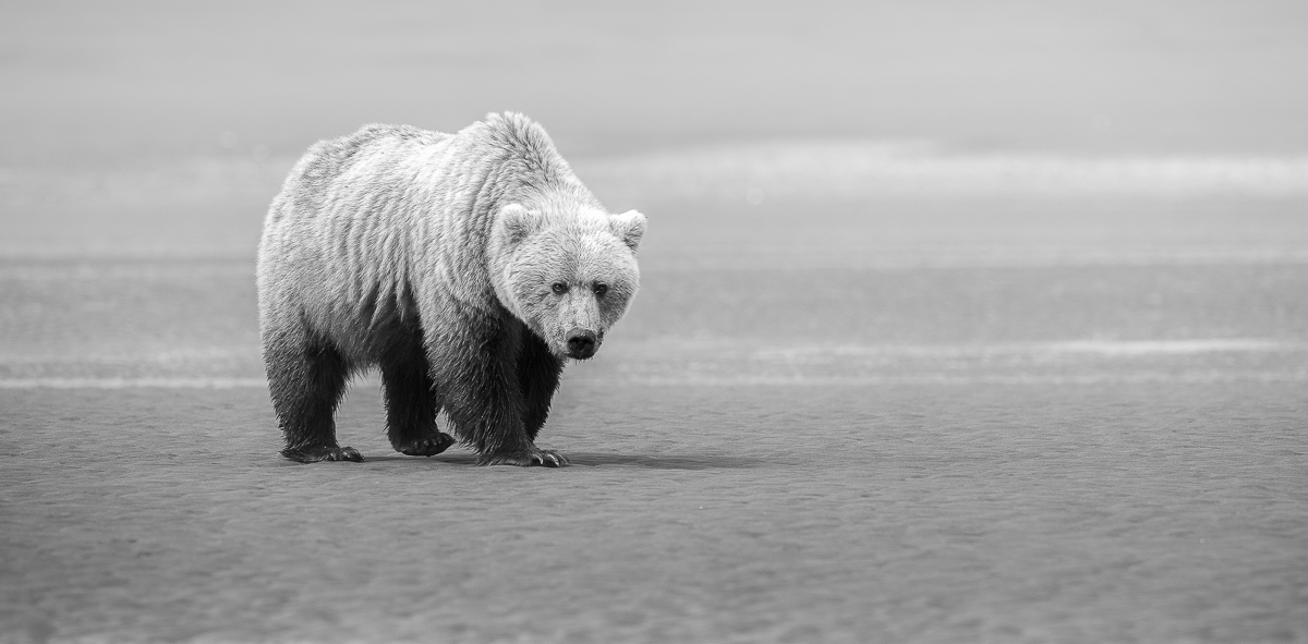 The Spirit of a Bear 