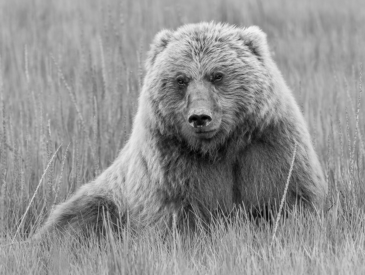 The Spirit of a Bear 