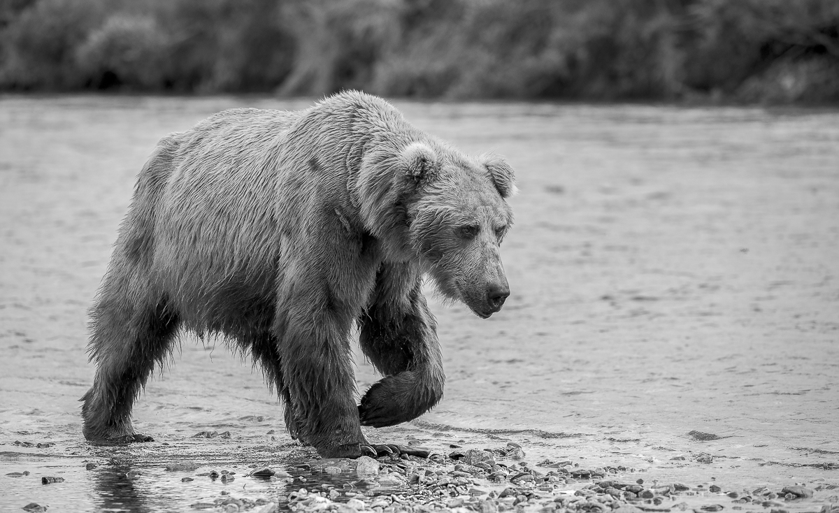 The Spirit of a Bear 