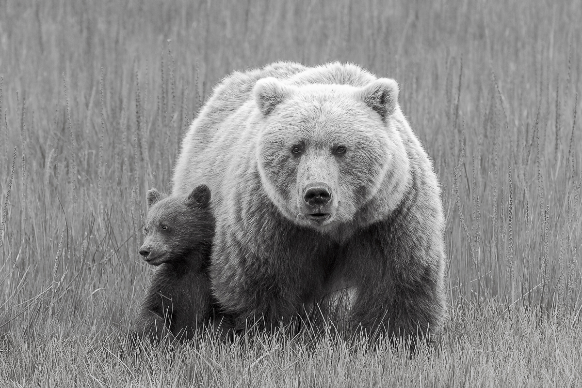 The Spirit of a Bear 