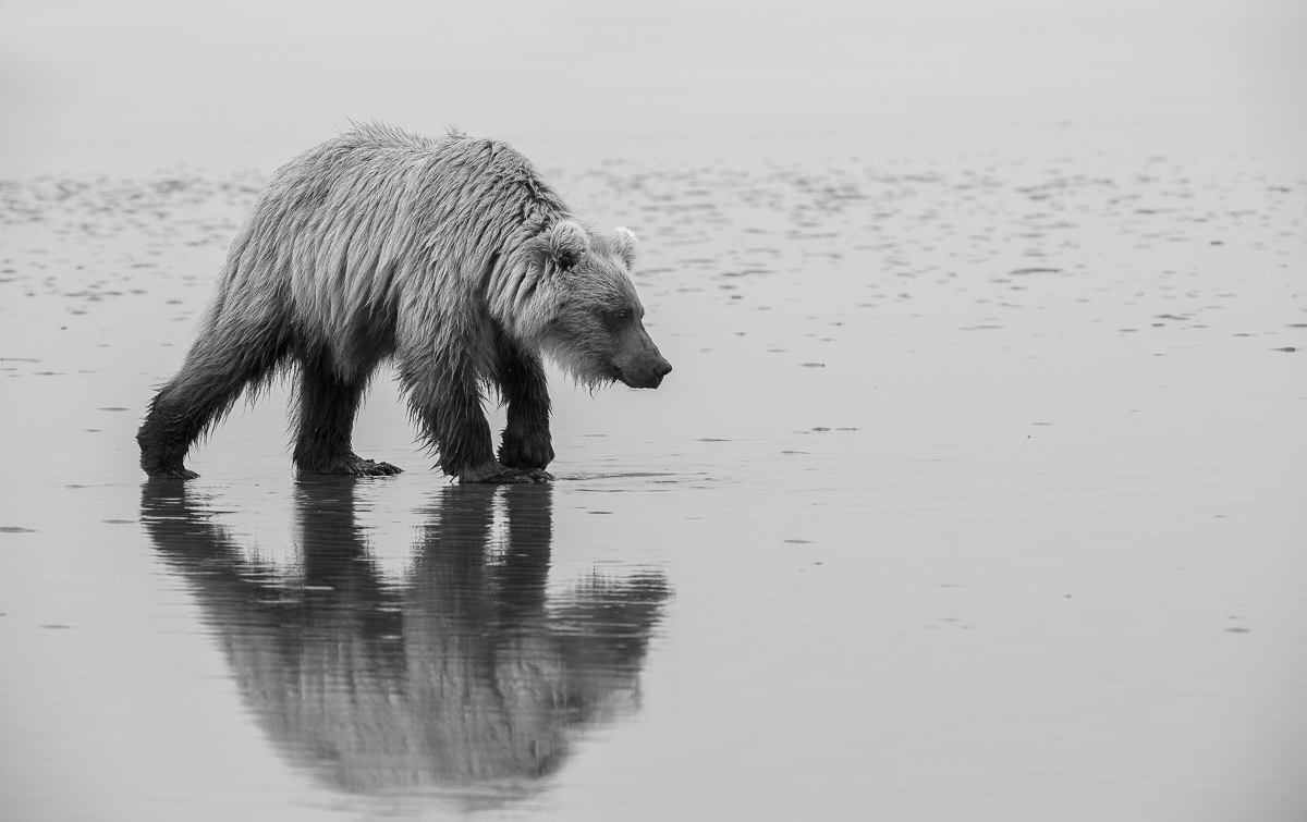 The Spirit of a Bear 
