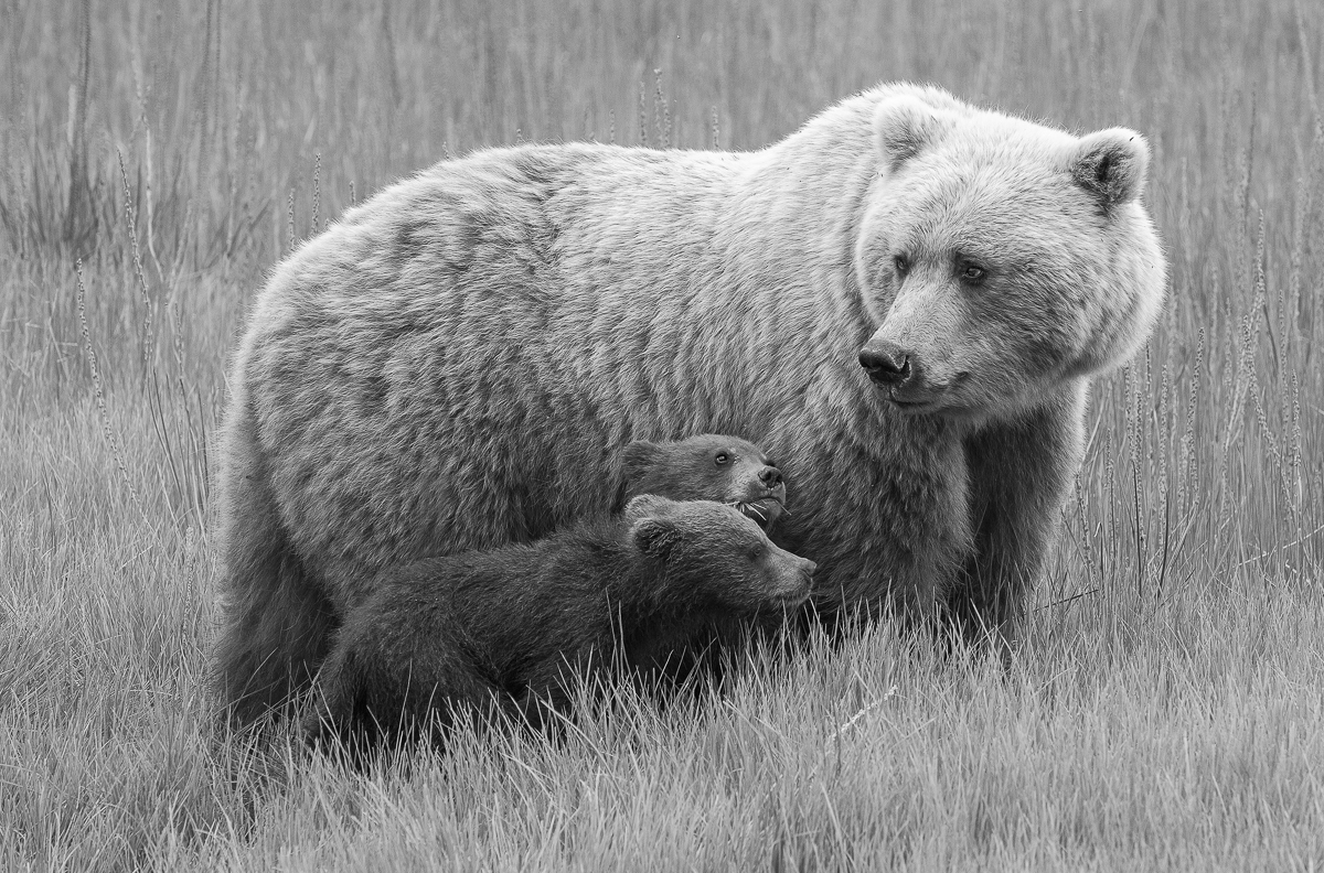 The Spirit of a Bear 