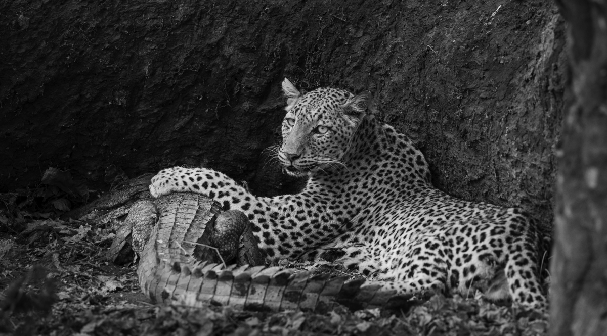 The Enchanted Zambezi