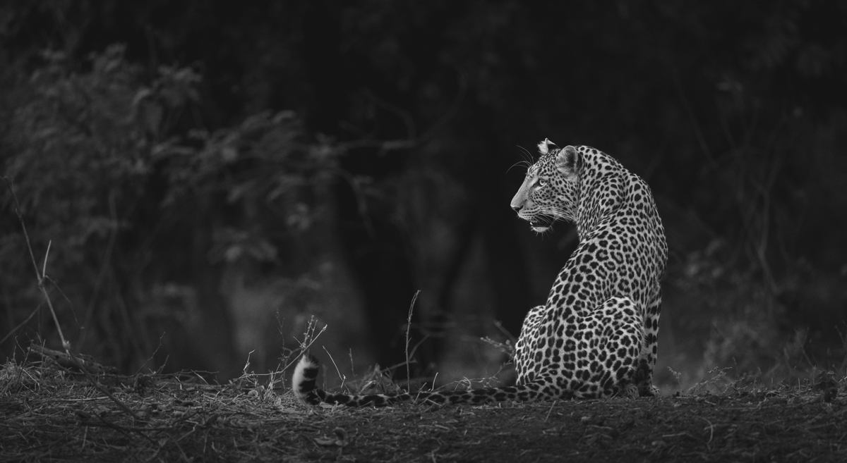 The Enchanted Zambezi