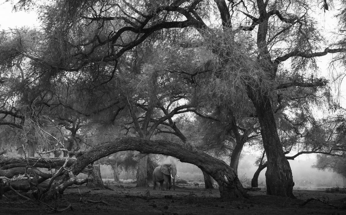 The Enchanted Zambezi