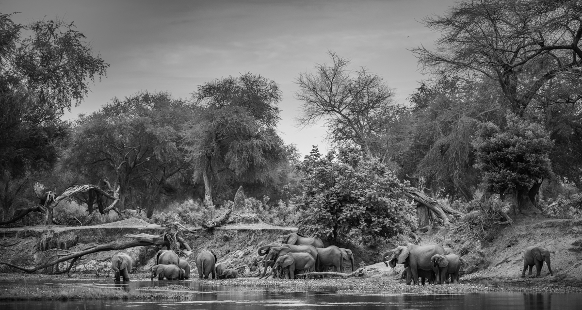 The Enchanted Zambezi