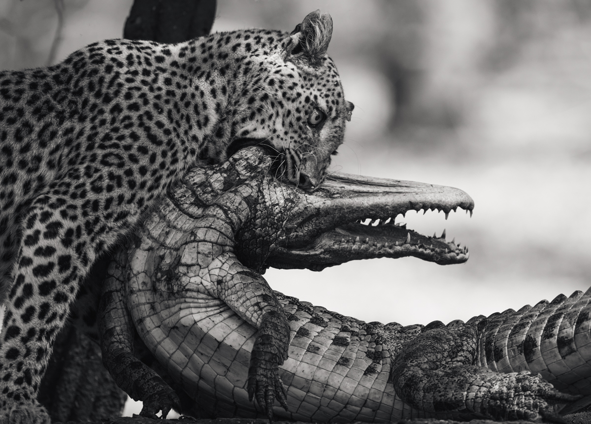 The Enchanted Zambezi
