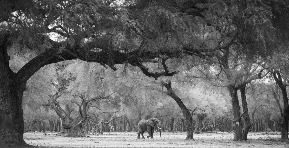The Enchanted Zambezi
