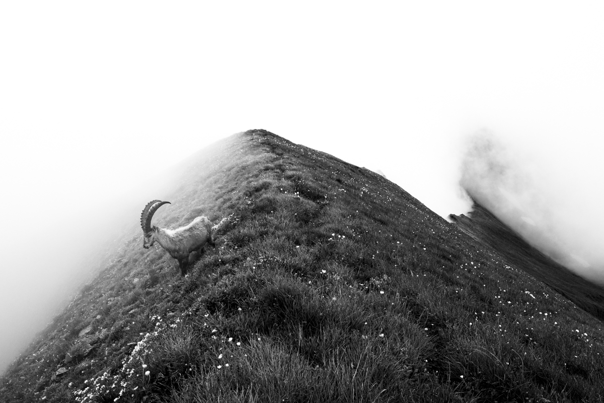 Alpine Idyll