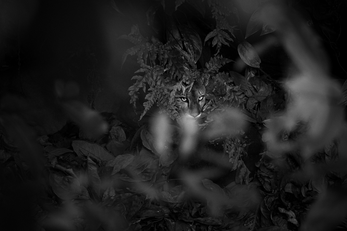 In the undergrowth
