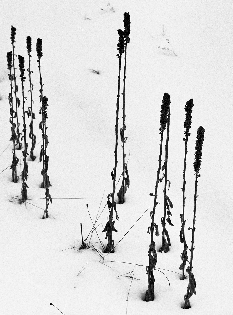 a winter journey
