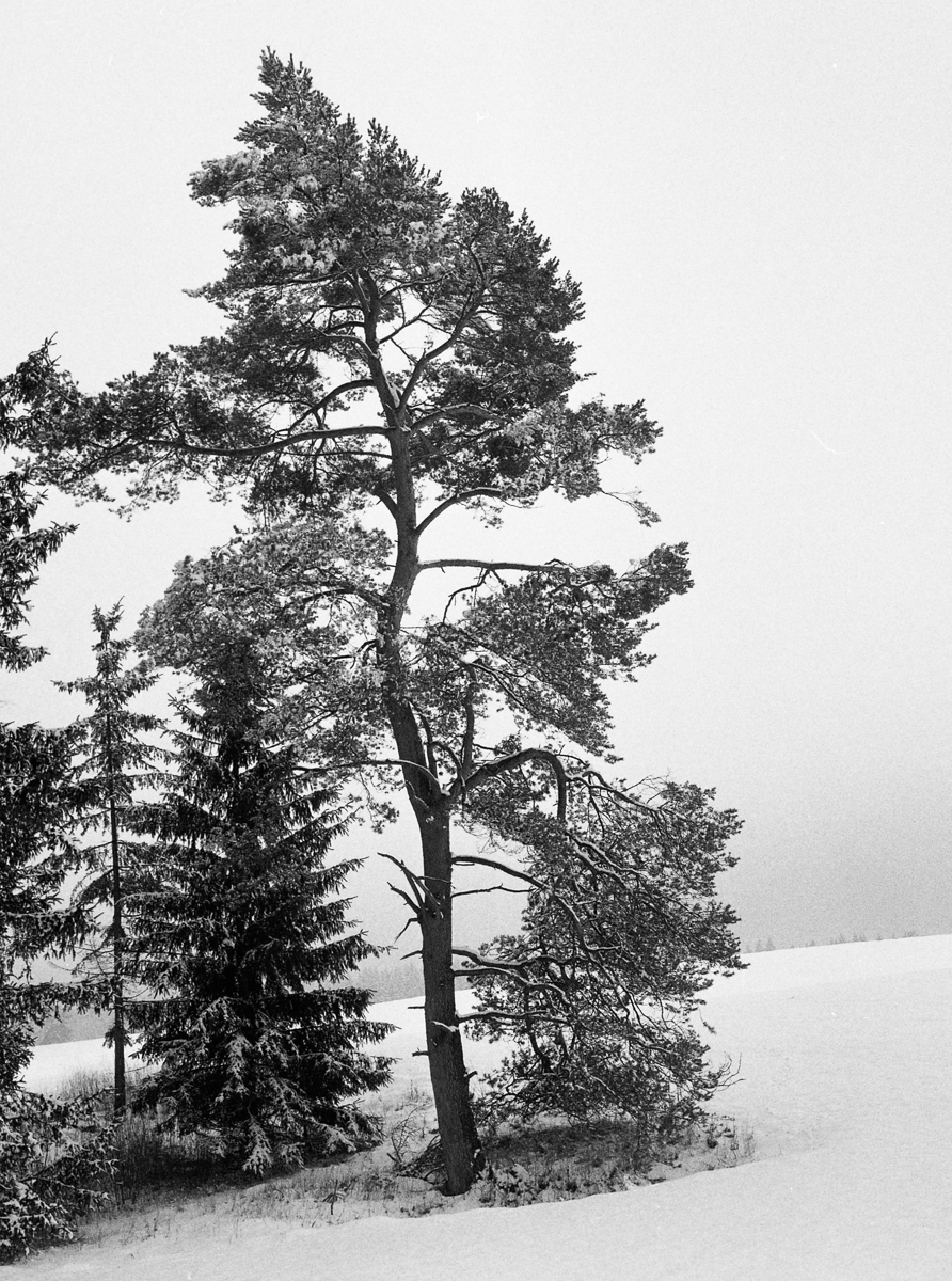 a winter journey