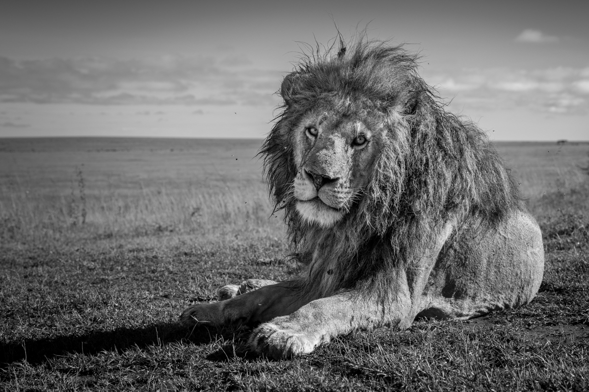 Serengeti Shall Never Die