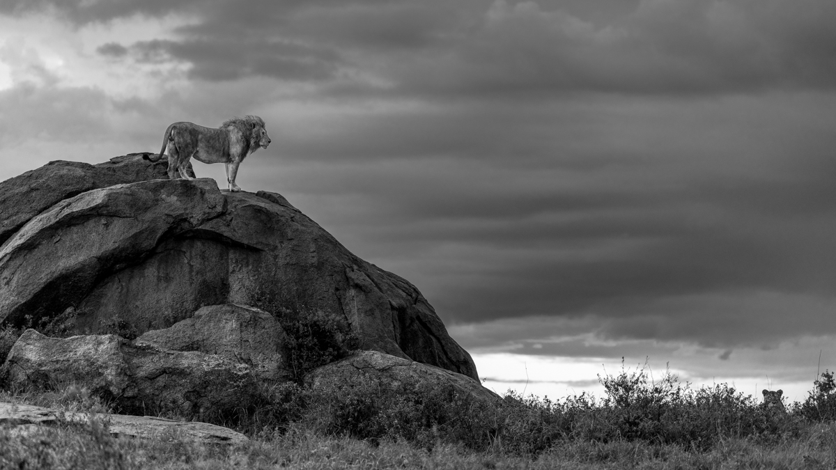 Serengeti Shall Never Die