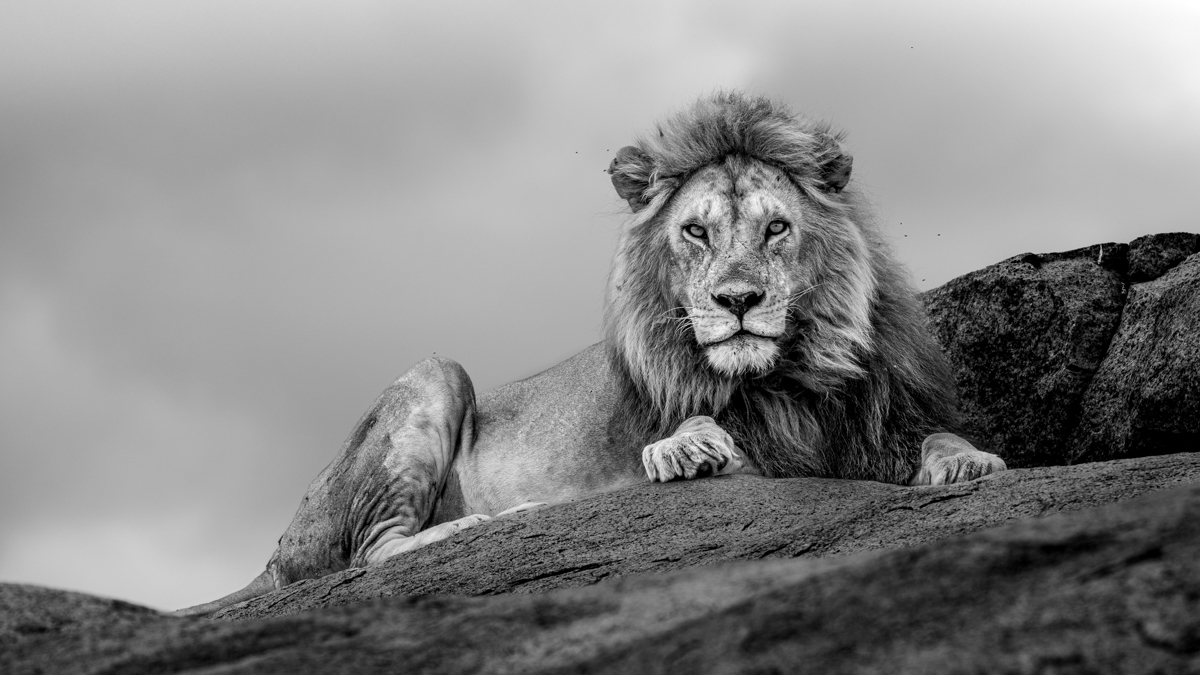 Serengeti Shall Never Die