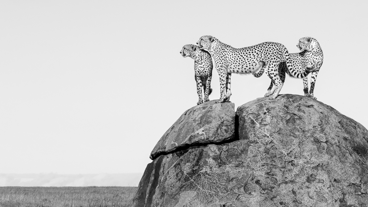 Serengeti Shall Never Die