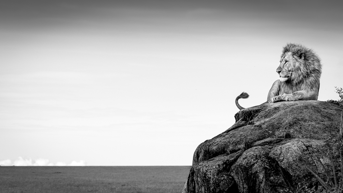 Serengeti Shall Never Die