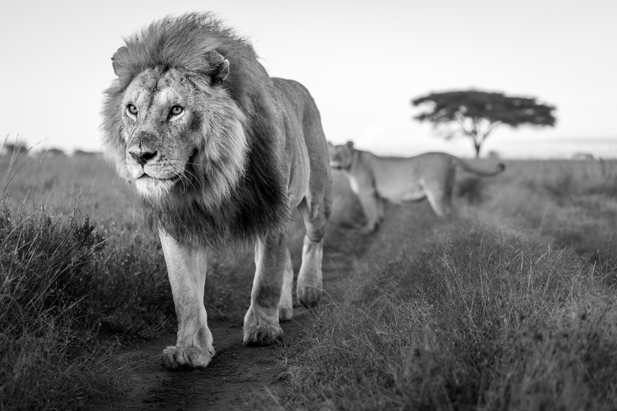 Serengeti Shall Never Die