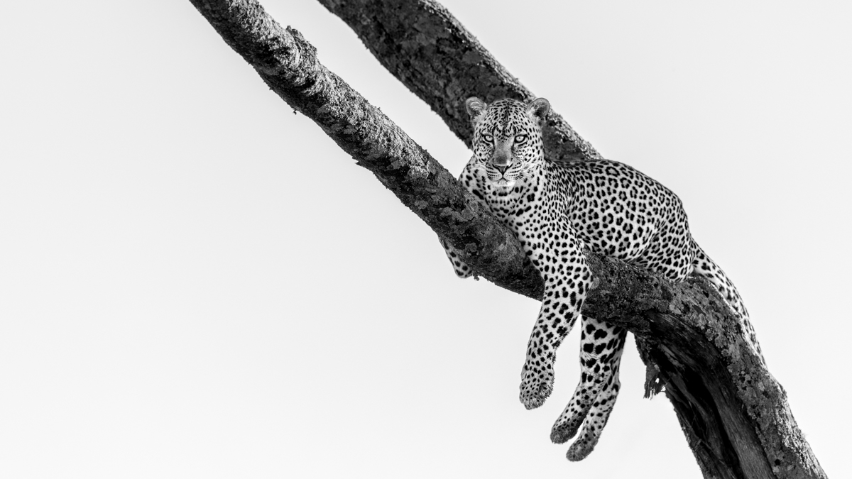 Serengeti Shall Never Die