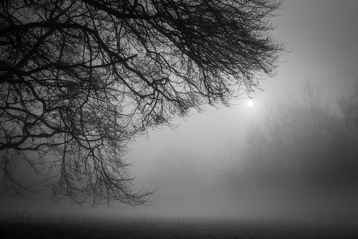 Trees in the Light