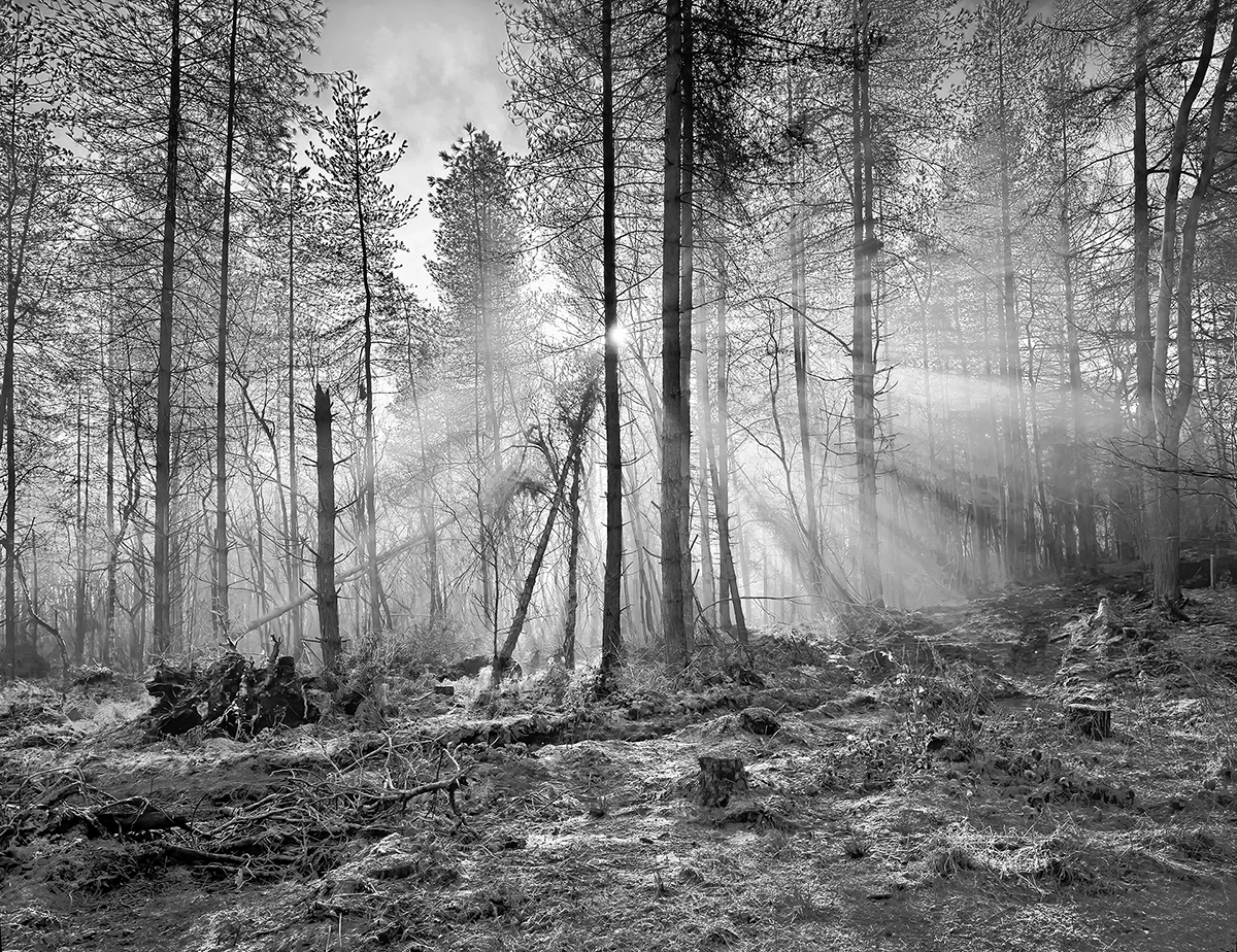 Trees in the Light