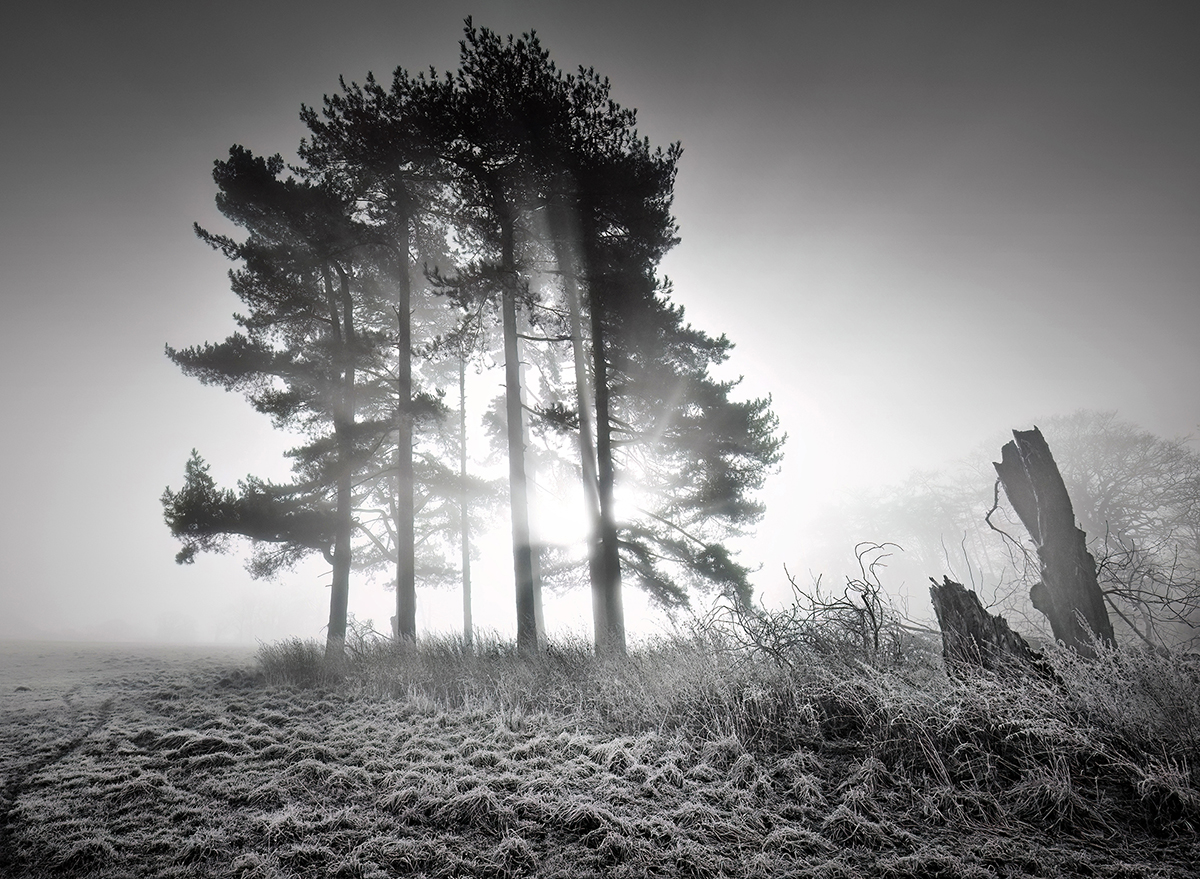 Trees in the Light