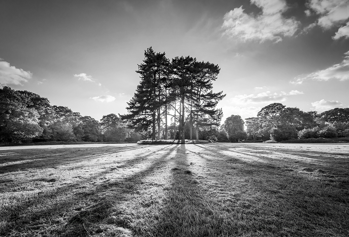 Trees in the Light