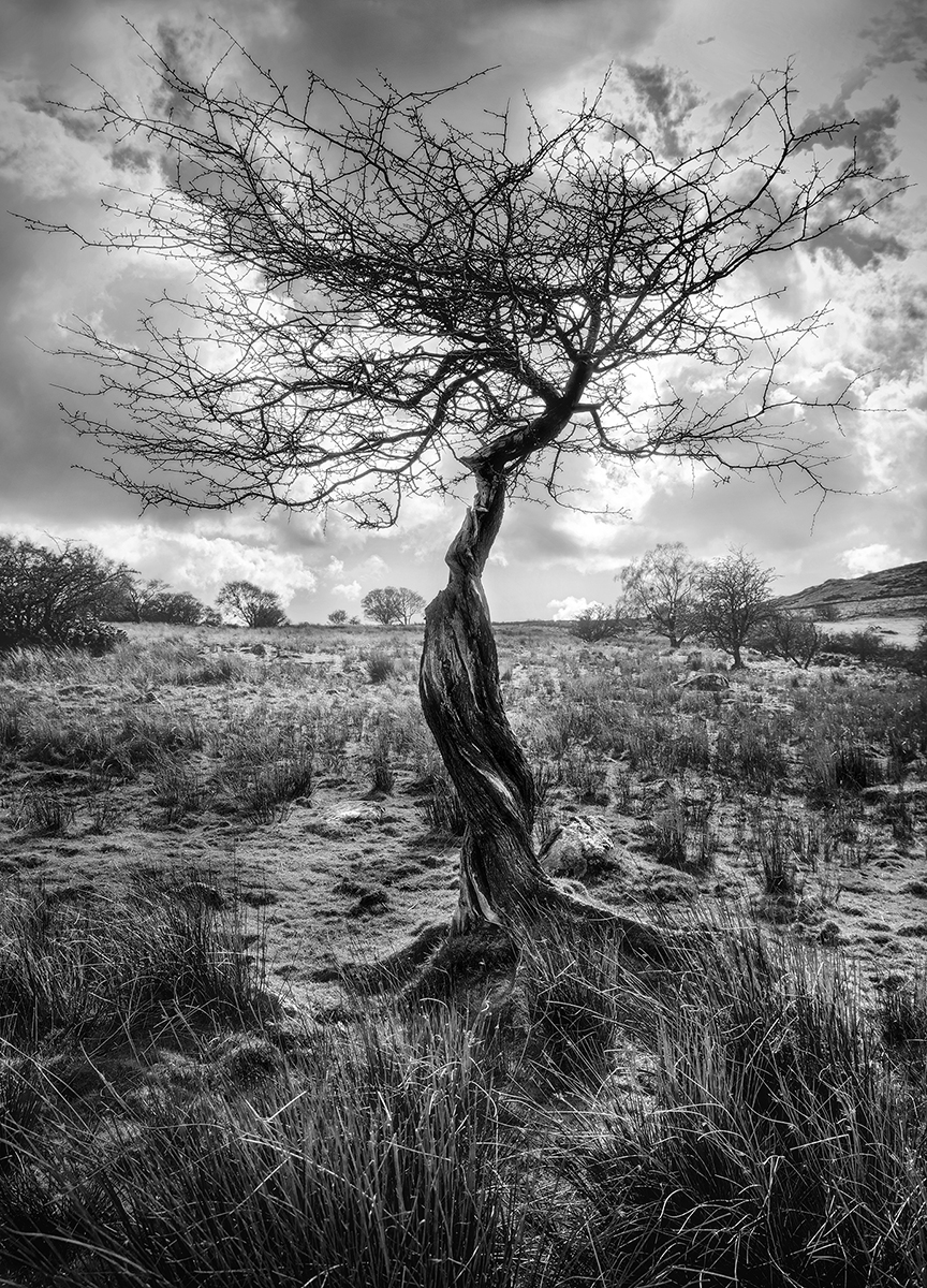Trees in the Light