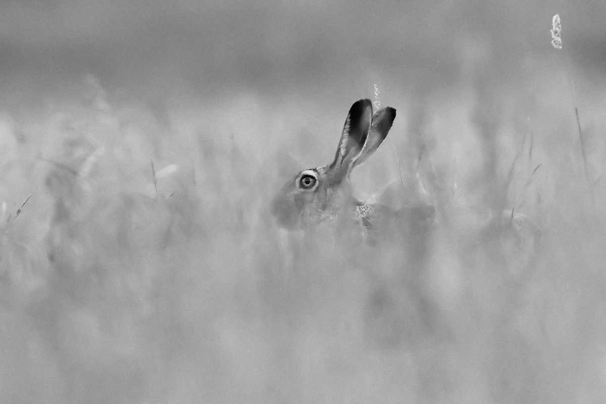 The Unseen Within 